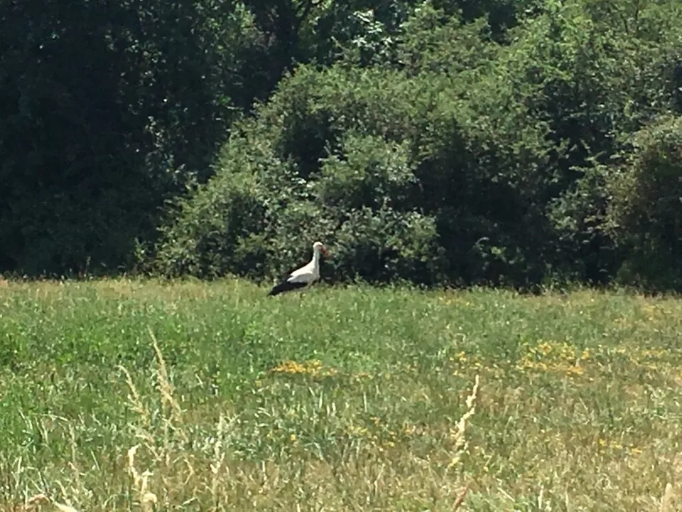Faune à Essegney